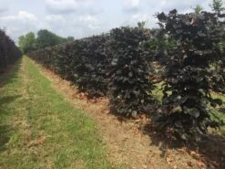 Rode Beukenhaag Als Haagelement (Fagus Sylvatica 'Atropunicea') -OL Planten Winkel fagus sylv. atropunicea h125x50x50cm