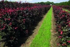Rode Beukenhaag Als Haagelement (Fagus Sylvatica 'Atropunicea') -OL Planten Winkel fagus sylv.atropunicea 1