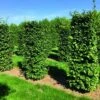 Beukenhaag Als Haagelement (Fagus Sylvatica) -OL Planten Winkel fagus sylvatica 1