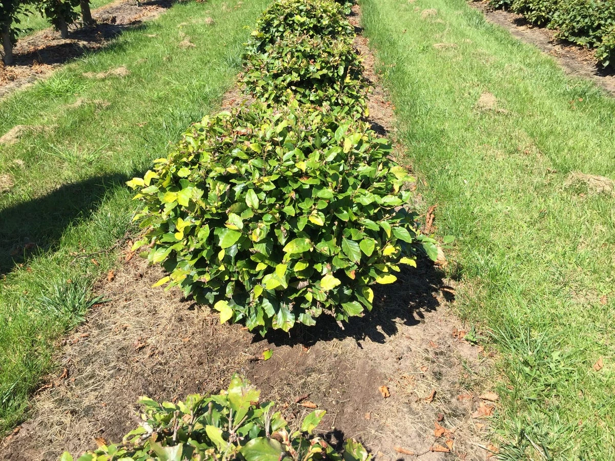 Beuk Als Bolvorm (Fagus Sylvatica) 4 Beuk Als Bolvorm (Fagus Sylvatica) - Afbeelding 2