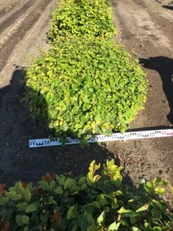 Beuk Als Bolvorm (Fagus Sylvatica) 15 Beuk Als Bolvorm (Fagus Sylvatica) -OL Planten Winkel fagus sylvatica 90 cm breed platte bol drkl 2