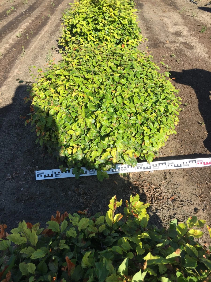 Beuk Als Bolvorm (Fagus Sylvatica) 8 Beuk Als Bolvorm (Fagus Sylvatica) - Afbeelding 6