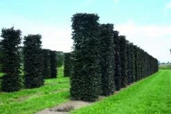 Rode Beukenhaag Als Haagelement (Fagus Sylvatica 'Atropunicea') -OL Planten Winkel fagus sylvatica atropunicea 1