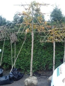 Groene Beuk Als Leiboom (Fagus Sylvatica) -OL Planten Winkel fagus sylvatica lei