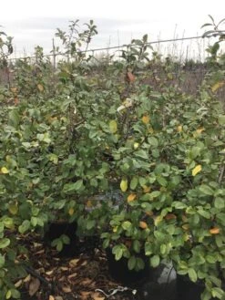 Michelia (Fairy Magnolia 'Blush') -OL Planten Winkel fairyblush 1