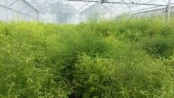 Bamboe (Fargesia Rufa) 27 Bamboe (Fargesia Rufa) -OL Planten Winkel fargesia