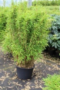 Niet Woekerende Bamboe (Fargesia Robusta) -OL Planten Winkel fargesia 1