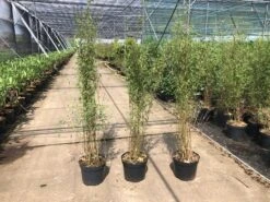 Niet Woekerende Bamboe (Fargesia 'Jiuzhaigou') -OL Planten Winkel fargesia 2