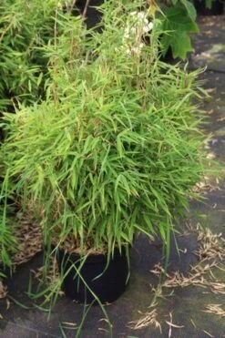 Niet Woekerende Bamboe (Fargesia Robusta) -OL Planten Winkel fargesia 2
