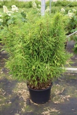 Niet Woekerende Bamboe (Fargesia Robusta) -OL Planten Winkel fargesia 3