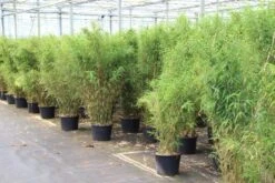 Niet Woekerende Bamboe (Fargesia Robusta) -OL Planten Winkel fargesia 5