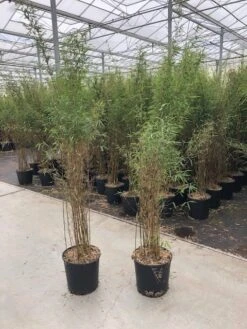 Niet Woekerende Bamboe (Fargesia 'Jiuzhaigou') -OL Planten Winkel fargesia jiu