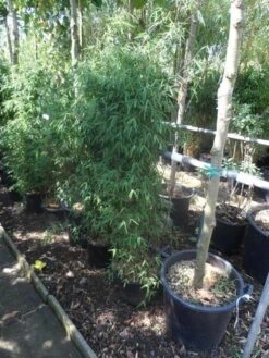 Niet Woekerende Bamboe (Fargesia 'Jiuzhaigou') -OL Planten Winkel fargesia jiu 125 150 c12