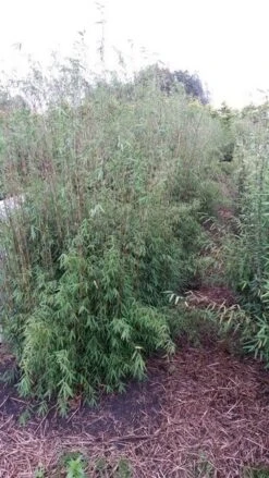 Niet Woekerende Bamboe (Fargesia 'Jiuzhaigou') -OL Planten Winkel fargesia jiuzaghou 1