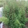 Niet Woekerende Bamboe (Fargesia 'Jiuzhaigou') -OL Planten Winkel fargesia jiuzaghou 2