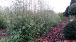 Niet Woekerende Bamboe (Fargesia 'Jiuzhaigou') -OL Planten Winkel fargesia jiuzaghou 4 1