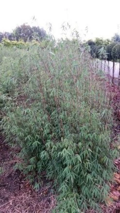 Niet Woekerende Bamboe (Fargesia 'Jiuzhaigou') -OL Planten Winkel fargesia jiuzaghou 4 2