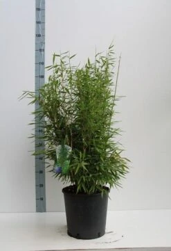 Niet Woekerende Bamboe (Fargesia 'Dino') 11 Niet Woekerende Bamboe (Fargesia 'Dino') -OL Planten Winkel fargesia m. dino 80 100 cm co. 12l v kopie