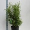 Niet Woekerende Bamboe (Fargesia 'Panda') -OL Planten Winkel fargesia m. dino 80 100 cm co. 12l v kopie 1