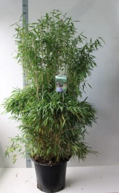 Niet Woekerende Bamboe (Fargesia Murieliae 'Jumbo') -OL Planten Winkel fargesia m super jumbo 125 150 co. 30l kopie