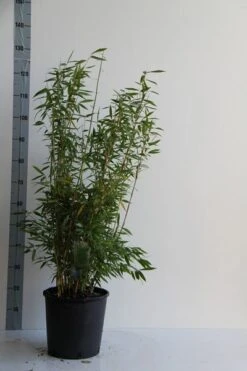 Niet Woekerende Bamboe (Fargesia 'Panda') -OL Planten Winkel fargesia mur. dino 80 100 cm co. 12l v 1