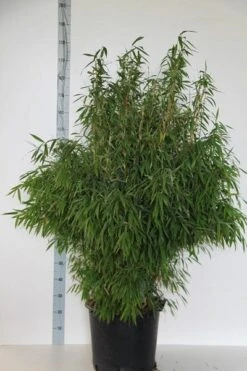 Niet Woekerende Bamboe (Fargesia Murieliae 'Jumbo') -OL Planten Winkel fargesia mur. super jumbo 125 150 cm co.30l