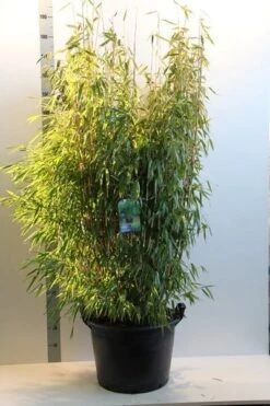 Niet Woekerende Bamboe (Fargesia Murieliae 'Jumbo') -OL Planten Winkel fargesia mur. super jumbo 150 175 cm co. 35l
