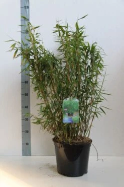 Niet Woekerende Bamboe (Fargesia Murieliae 'Jumbo') -OL Planten Winkel fargesia mur. super jumbo 60 80 cm co. 7.5l kopie