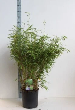 Niet Woekerende Bamboe (Fargesia Murieliae 'Jumbo') -OL Planten Winkel fargesia mur super jumbo 80 100 cm co. 12l. kopie