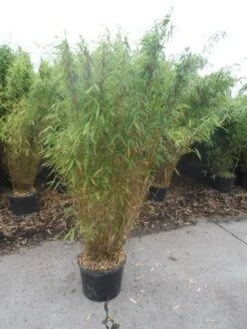 Niet Woekerende Bamboe (Fargesia Murieliae 'Jumbo') -OL Planten Winkel fargesia murieliae jumbo 150 175 c25