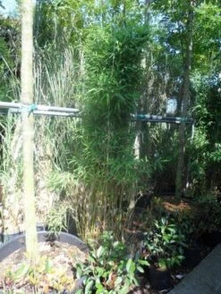 Niet Woekerende Bamboe (Fargesia Murieliae 'Jumbo') -OL Planten Winkel fargesia murieliae jumbo 175 200 c35