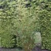 Niet Woekerende Bamboe (Fargesia Robusta) 1 Niet Woekerende Bamboe (Fargesia Robusta) -OL Planten Winkel fargesia robusta