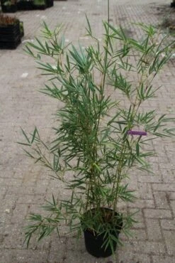 Niet Woekerende Bamboe (Fargesia Robusta) -OL Planten Winkel fargesia robusta 1