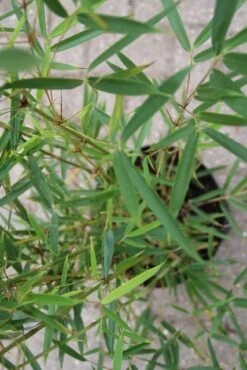 Niet Woekerende Bamboe (Fargesia Robusta) -OL Planten Winkel fargesia robusta 2