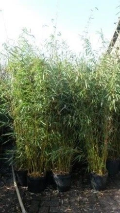 Niet Woekerende Bamboe (Fargesia Robusta) -OL Planten Winkel fargesia rubusta