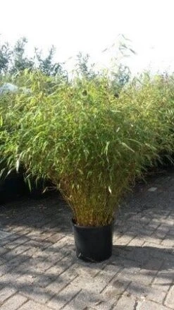 Bamboe (Fargesia Rufa) 19 Bamboe (Fargesia Rufa) -OL Planten Winkel fargesia rufa 1