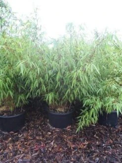 Bamboe (Fargesia Rufa) 26 Bamboe (Fargesia Rufa) -OL Planten Winkel fargesia rufa 100 125 c25