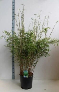 Bamboe (Fargesia Rufa) 22 Bamboe (Fargesia Rufa) -OL Planten Winkel fargesia rufa 120 140 cm co. 18 kopie