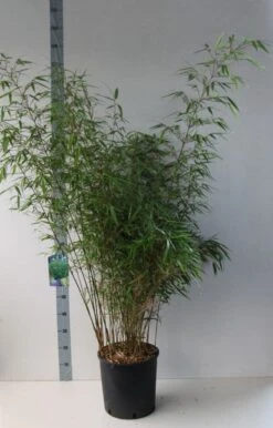 Bamboe (Fargesia Rufa) 23 Bamboe (Fargesia Rufa) -OL Planten Winkel fargesia rufa 125 150 co. 18l kopie kopie