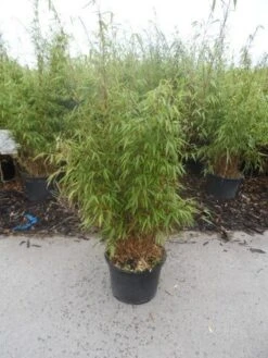 Bamboe (Fargesia Rufa) 25 Bamboe (Fargesia Rufa) -OL Planten Winkel fargesia rufa 80 100 125 c12