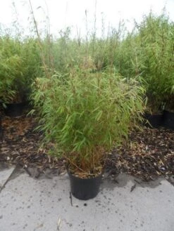 Bamboe (Fargesia Rufa) 24 Bamboe (Fargesia Rufa) -OL Planten Winkel fargesia rufa 80 100 c10