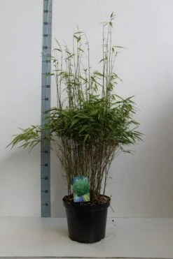 Bamboe (Fargesia Rufa) 21 Bamboe (Fargesia Rufa) -OL Planten Winkel fargesia rufa 80 100 co. 10l kopie