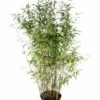 Niet Woekerende Bamboe (Fargesia 'Dino') -OL Planten Winkel fargesiadino01