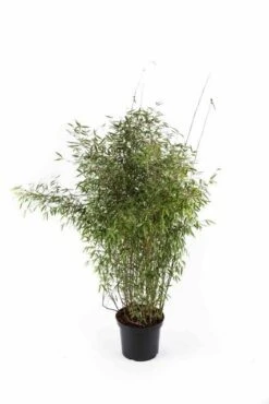 Niet Woekerende Bamboe (Fargesia 'Jiuzhaigou') -OL Planten Winkel fargesiajiuzhaigou01