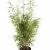 Bamboe (Fargesia Rufa) -OL Planten Winkel fargesiarufa01