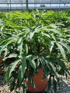 Vingerplant (Fatsia Polycarpa 'Green Fingers') -OL Planten Winkel fatisa polycarpa green fingers 1 1