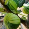 Vijg (Ficus Carica 'Panache') -OL Planten Winkel ficus caira panachee 1