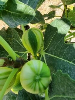 Vijg (Ficus Carica 'Panache') 10 Vijg (Ficus Carica 'Panache') -OL Planten Winkel ficus caira panachee 2