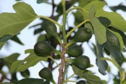Vijg (Ficus Carica) -OL Planten Winkel ficus carica 2 1