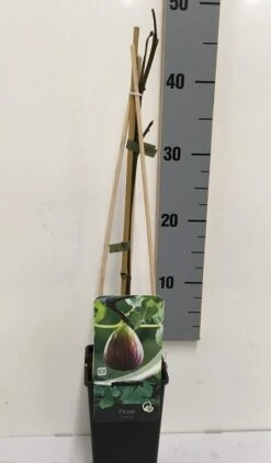 Vijg (Ficus Carica) -OL Planten Winkel ficus carica 50 60 c2